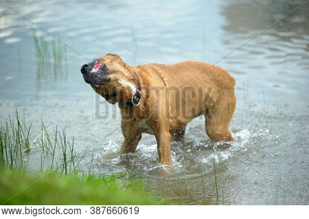 The Dog  Shaken In The Water