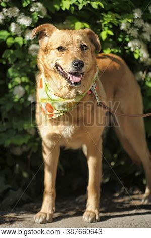 Red Medium Size Mixed Breed Homeless Dog Stay Outdoor On Street And Looking In Camera