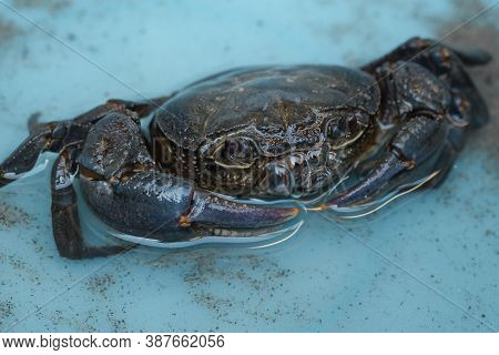 Wild Marine Crab Detailed Close Up While Making Water Bubbles, Sea Animal Species