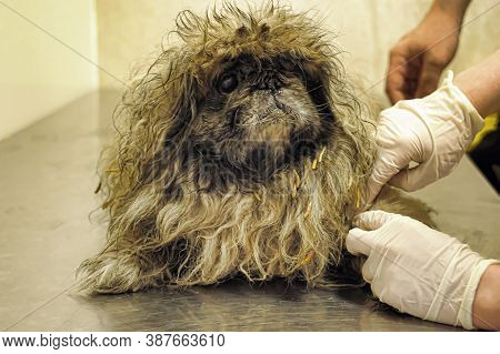 An Old Pekingese Found Homeless With A Festering Eye
