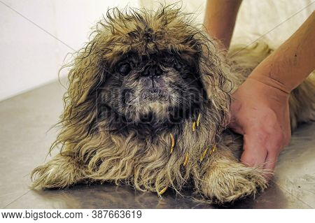 An Old Pekingese Found Homeless With A Festering Eye