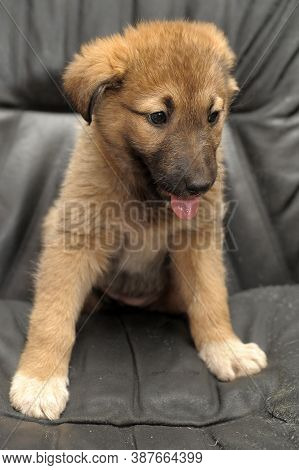 Mongrel Puppy On A Dark Background