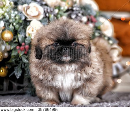 Cute Little Pekingese Puppy In Studio  Close Up