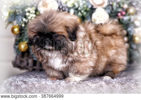 Cute Little Pekingese Puppy