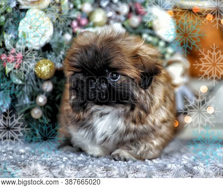 Cute Little Pekingese Puppy