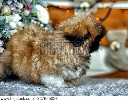 Cute Little Pekingese Puppy