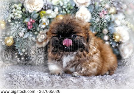 Cute Little Pekingese Puppy