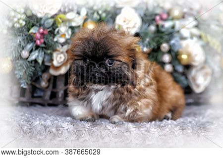 Cute Little Pekingese Puppy