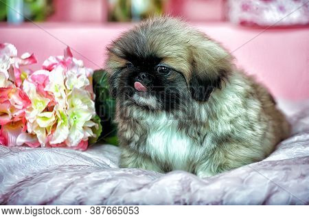 Pekingese Puppy On A Pink Background