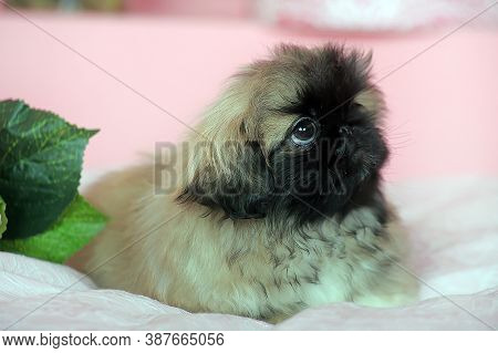 Pekingese Puppy On A Pink Background