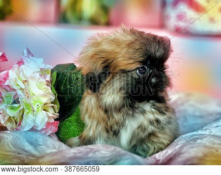 Pekingese Puppy On A Pink Background Close Up