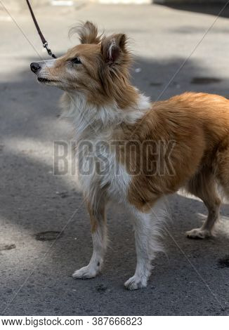 Red And White Old 12 Year Old Sheltie Dog