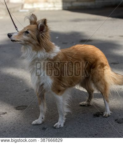 Old 12 Year Old Sheltie Dog
