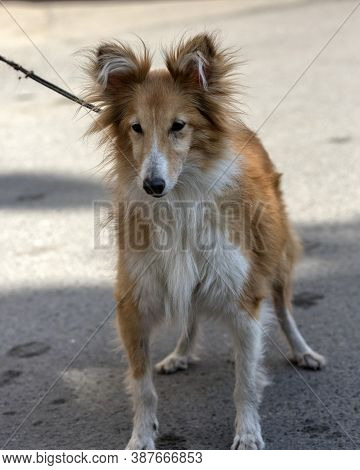 Old 12 Year Old Sheltie Dog