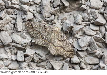 Western Hemlock Looper Moths At Vancouver Bc Canada,