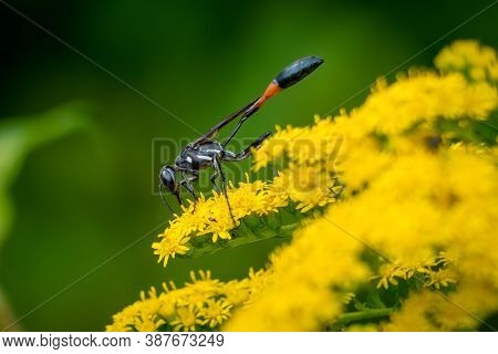 A Common Thread-waisted Wasp (ammophila Procera) Is Busy Pollinating Goldenrod Blooms. Raleigh, Nort