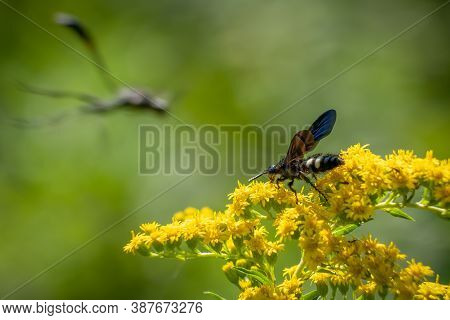 A Double-banded Scoliid Wasp (scolia Bicincta) Works On Pollinating Summertime Blooms As A Thread-wa
