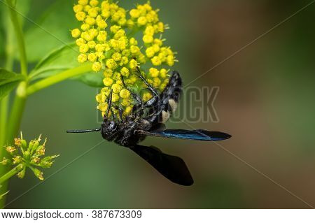 A Double-banded Scoliid Wasp (scolia Bicincta) Works On Pollinating Yellow Summertime Blooms. Raleig