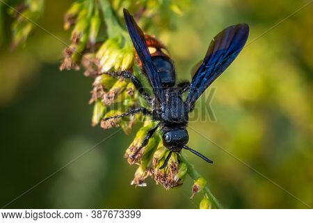 Two-spotted Scoliid Wasp (scolia Dubia Ssp. Dubia) Hard A Work Searching For Nectar.