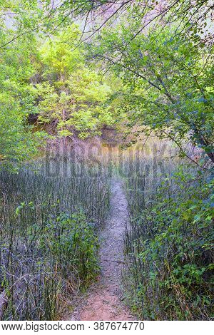 Oasis In Lower Calf Creek Falls Views Of Forest And Horsetail (equisetum Hyemale) Field From The Hik