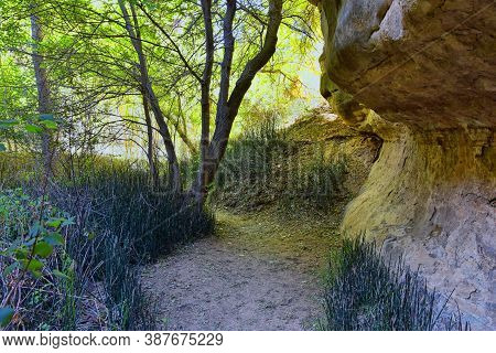 Oasis In Lower Calf Creek Falls Views Of Forest And Horsetail (equisetum Hyemale) Field From The Hik