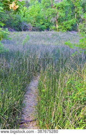 Oasis In Lower Calf Creek Falls Views Of Forest And Horsetail (equisetum Hyemale) Field From The Hik