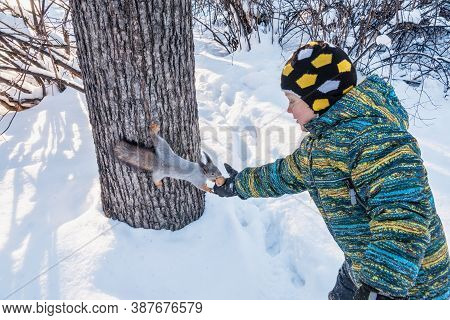 A Little Boy In Winter Feeds A Squirrel With A Nut. Cute Little Boy Feeding Squirrel At Winter Park