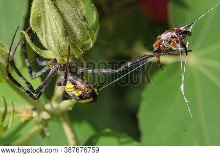 Beatyful Spider,spider Eating Insect And Siting On The Net,spider In Asis