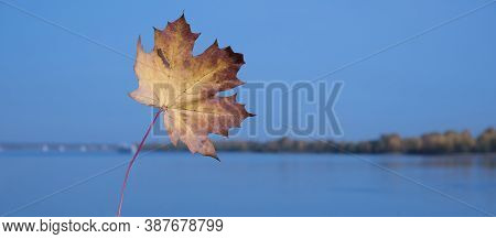 Autumn Banner With Yellow And Red Maple Leaf. Blue Sky And River Blurred Background. Fall Nature Wat