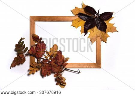 Mock-up Scene. Blank Yellow Frame, Maple, Rowan And Ivy Leaves, On White Background. Flat Lay, Top V