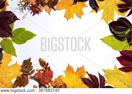 Autumn Composition. Frame Made Of Bright Yellow And Red Leaves On White Background. Autumn, Fall Con