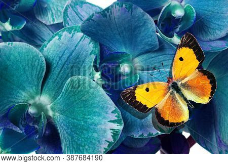 Beautiful Orchids Flower And Orange Butterfly Close Up. Blue Orchid Flowers And Butterfly