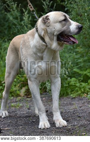 Central Asian Shepherd Dog Laying On Grass