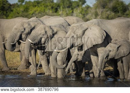 Elephants Standing In Shallow Water Drinking In Moremi, Okavango Delta In Botswana