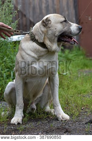 Central Asian Shepherd Dog Laying On Grass