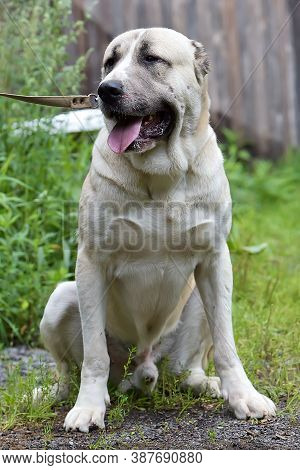 Central Asian Shepherd Dog Laying On Grass