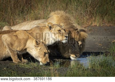 Two Lionesses And One Male Lion Drinking Water Together In Ndutu In Tanzania