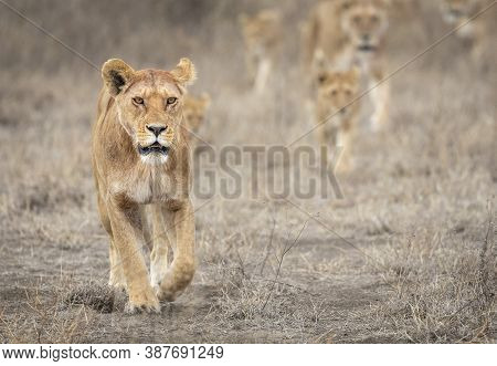 Lioness Leading A Pride Of Lions Through A Dry Bush In Ndutu In Tanzania