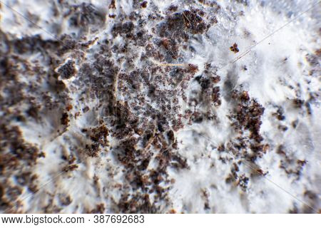 Mycelium Fungus. Psilocybe Cubensis Mushroom Cultivation. Mycelium On Wheat Of Psilocybe Cubensis.