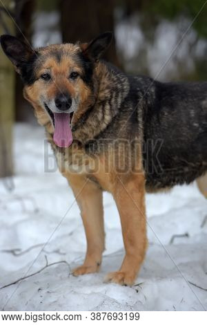 Elderly Dog Half-breed Shepherd