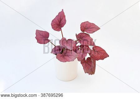 House Plant , Begonia Rex Red Robin ,red Leaves Plant Or Bright Ruby Red Leaves Which Have A Dark Al