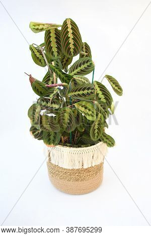 Beautiful Freshness Maranta Leuconeura Plant Or Prayer Plant With Leave Mix Colors With Green And Re