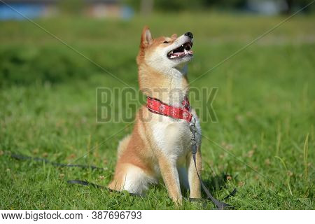 Shiba Ina In The Summer In The Park