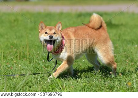 Shiba Ina In The Summer In The Park