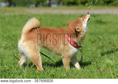 Shiba Ina In The Summer In The Park