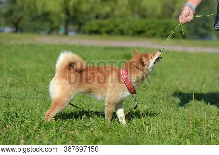 Shiba Ina In The Summer In The Park