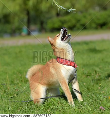 Shiba Ina In The Summer In The Park