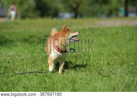 Shiba Ina In The Summer In The Park