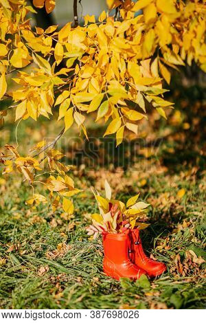 Red Kids Gumboots With Yeallow Leaves Inside. Autumn Coziness With Foliage Inside The Boots. Golden 