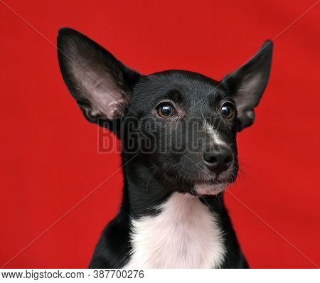 Black And White Eared Puppy Half-breed On A Red Background